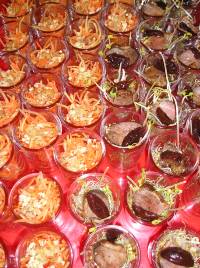 Gr&uuml;ner Papayasalat mit getrockneten Shrimps + Marinierte Entenbrust mit Pflaumen und Sprossen 